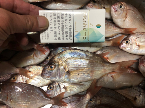 マダイの釣果