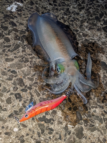 アオリイカの釣果