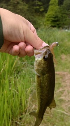 ラージマウスバスの釣果