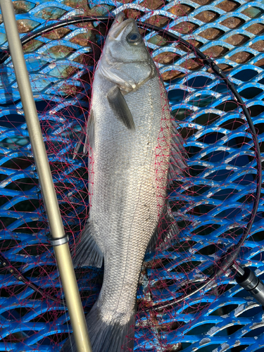 ヒラスズキの釣果