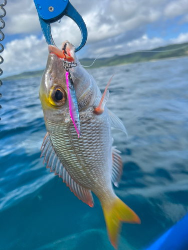 クチナジの釣果