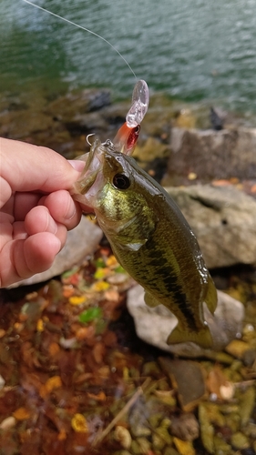 ラージマウスバスの釣果