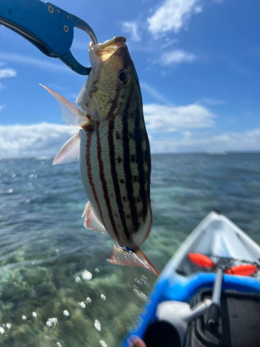 アミメフエダイの釣果