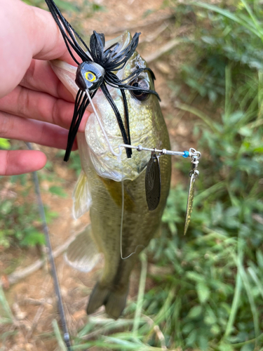 ラージマウスバスの釣果