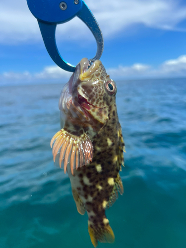 イソゴンベの釣果