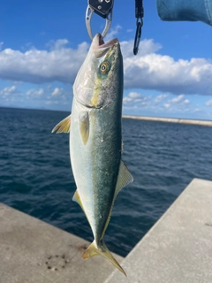 イナダの釣果