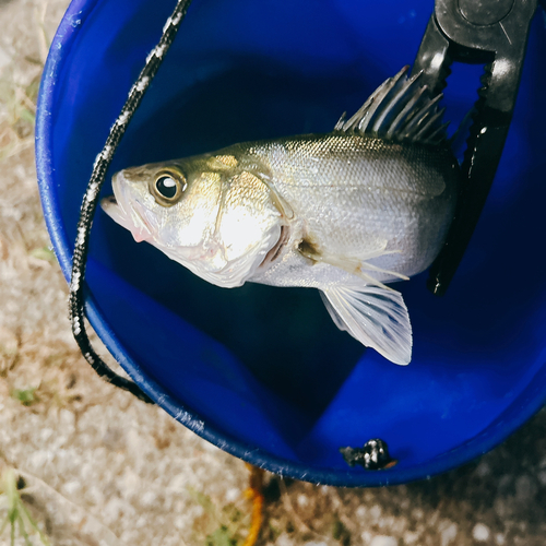 セイゴ（タイリクスズキ）の釣果