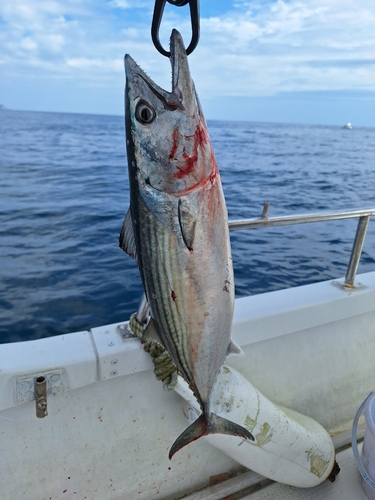 ハガツオの釣果