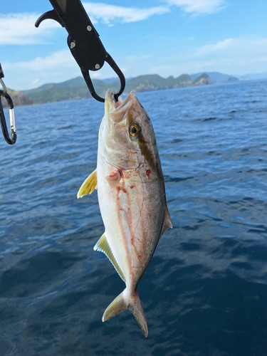 ネリゴの釣果