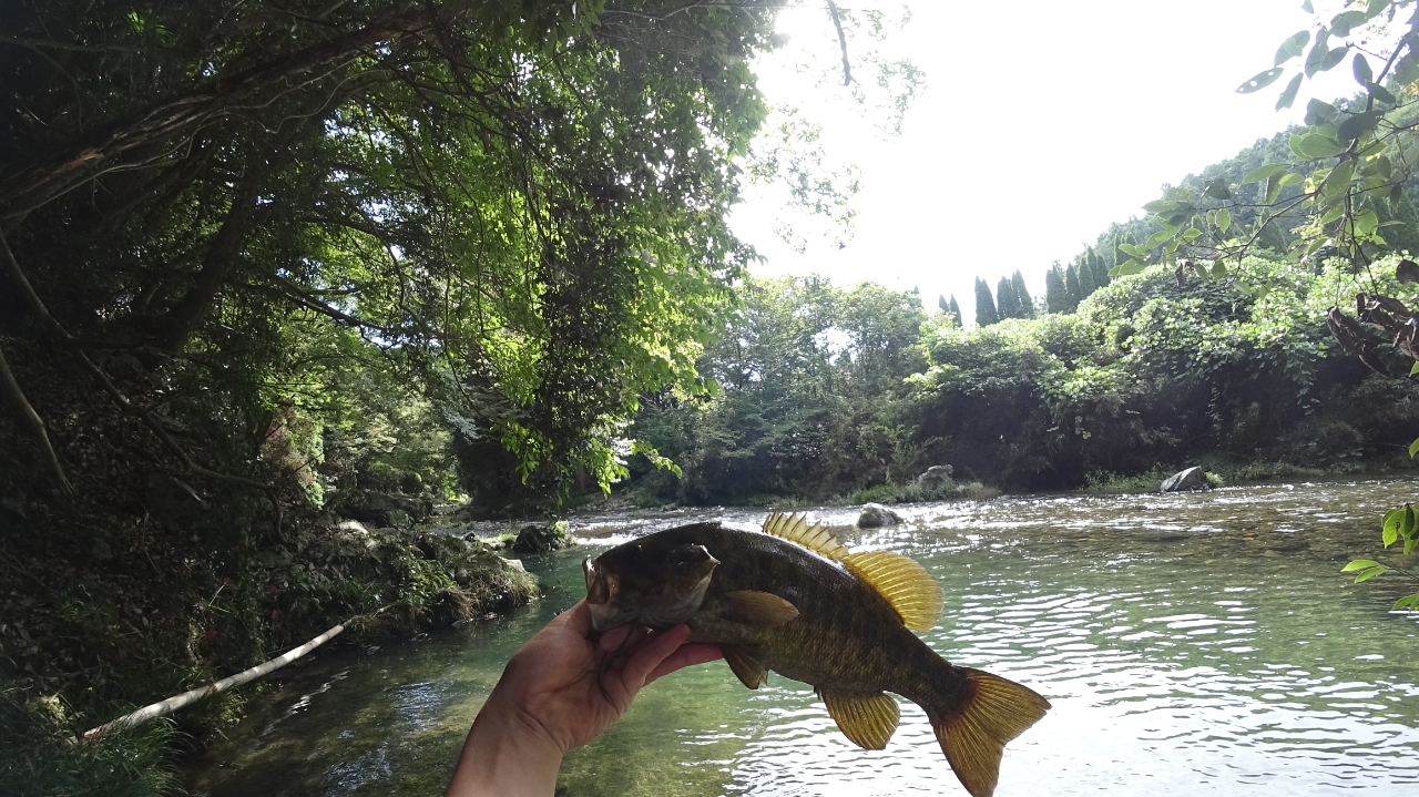 スモールマウスバス