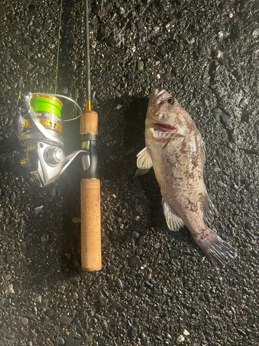 クロソイの釣果