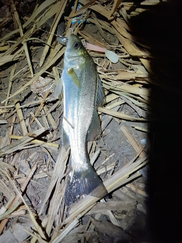 セイゴ（マルスズキ）の釣果