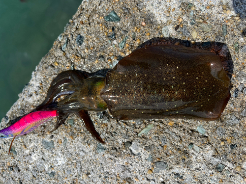 アオリイカの釣果