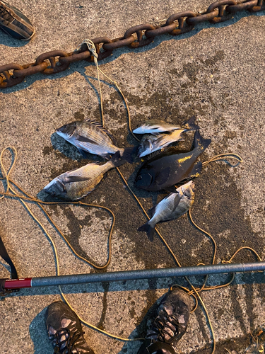 クロダイの釣果