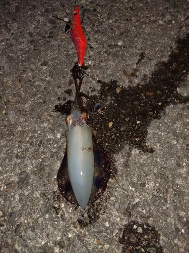 アオリイカの釣果