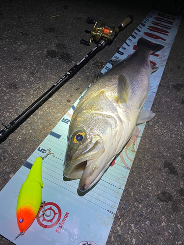 シーバスの釣果