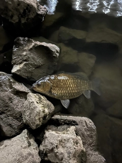 フナの釣果