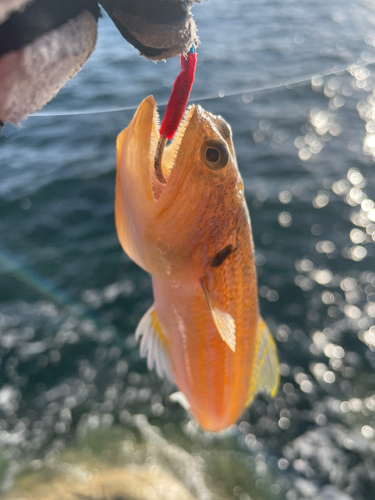 エソの釣果