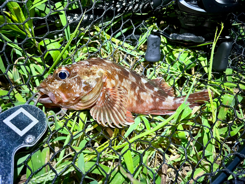 ガシラの釣果