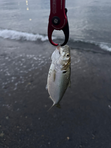 コノシロの釣果