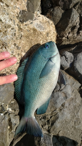 オナガグレの釣果