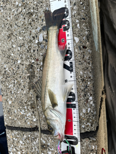 シーバスの釣果