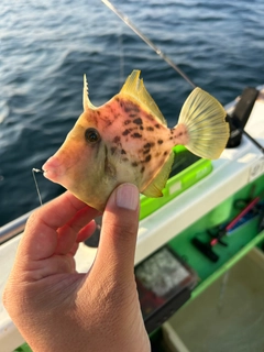 カワハギの釣果