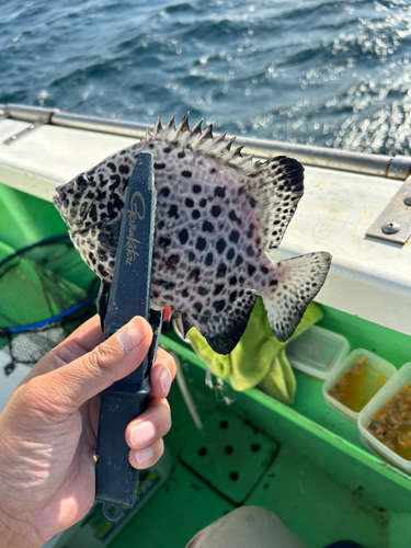 イシガキダイの釣果