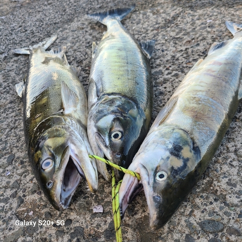 アキアジの釣果