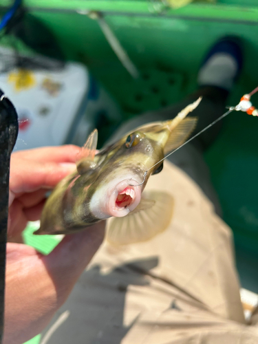 カワハギの釣果