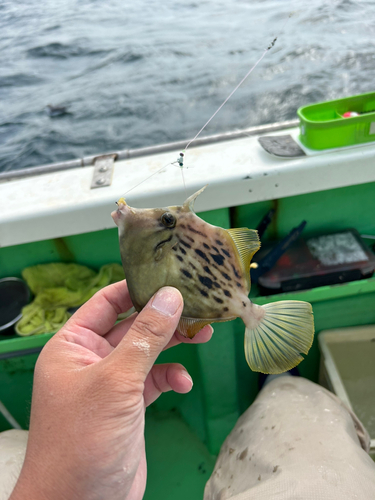 カワハギの釣果