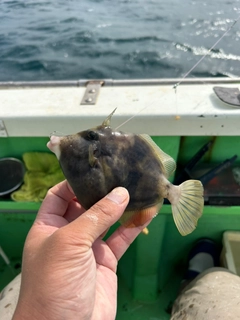 カワハギの釣果