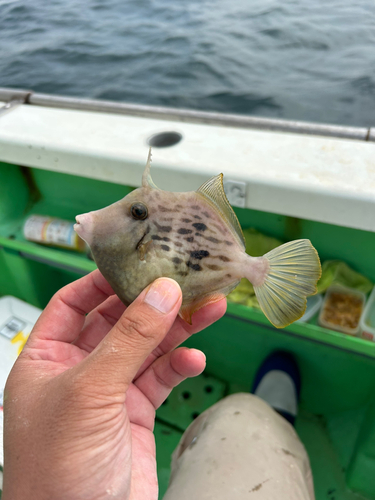 カワハギの釣果