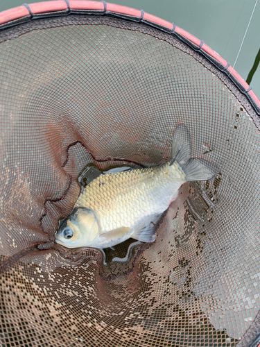 ヘラブナの釣果