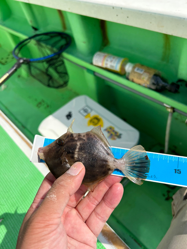 カワハギの釣果