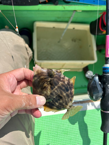 カワハギの釣果