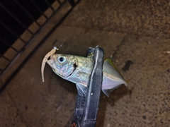 マアジの釣果