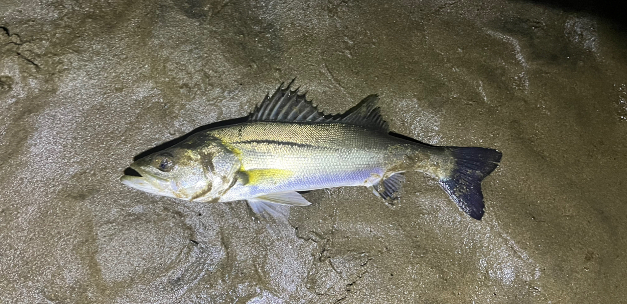 大分県☆雷魚☆ポイントマップ☆厳選17ヵ所☆モンスター☆フロッグ☆2022年最新版 - フィッシング