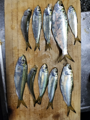 アジの釣果