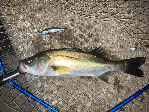 シーバスの釣果