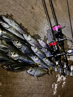 アジの釣果