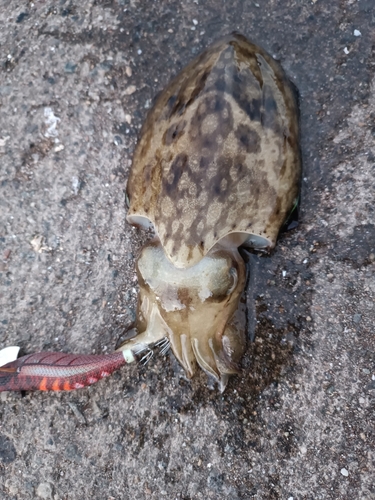 コウイカの釣果