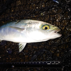 ツバイソの釣果