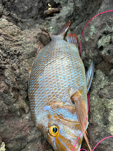 タマンの釣果