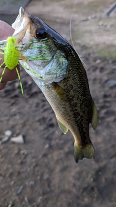 ブラックバスの釣果