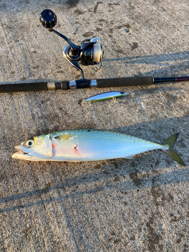 サバの釣果