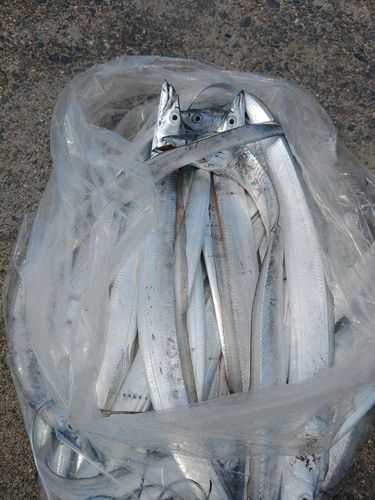 タチウオの釣果