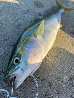 ツバイソの釣果