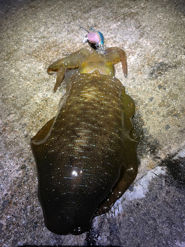 アオリイカの釣果