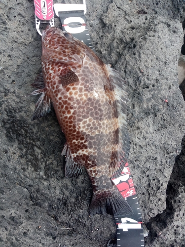 オオモンハタの釣果